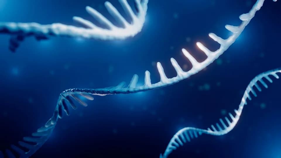 Molekularno Starenje Je Individualno i Zavisno Od Konteksta — Studija Pokazuje Zašto „Biološka Starost" Nije Jedan Broj