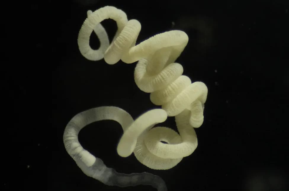Crv bez usta i 66 Vrsta Otkrivaju Kako Priroda Razgrađuje Bioplastiku