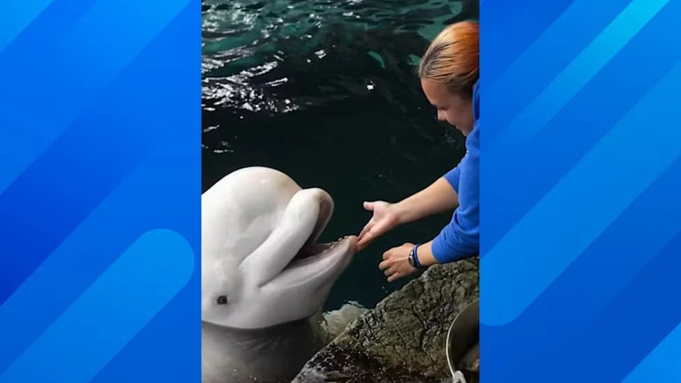 Još Dve Beluge Preminule u Shedd Aquariumu — Broj Smrti Povećan Na Tri