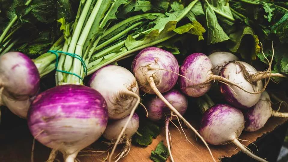 Solarni Paneli Podižu Prinos Repe Do 3x — Prva Globalna Studija Agrivoltaike