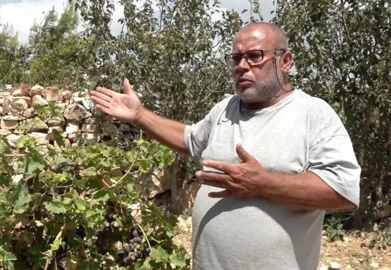 Na braniku vinograda u Beit Ummaru: Doseljenici sabotiraju useve i stoku
