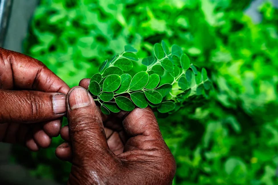 Povlačenja Moringa Proizvoda Nakon Tri Izbijanja Salmoneloze: Proverite Dodatke Koje Imate Kod Kuće