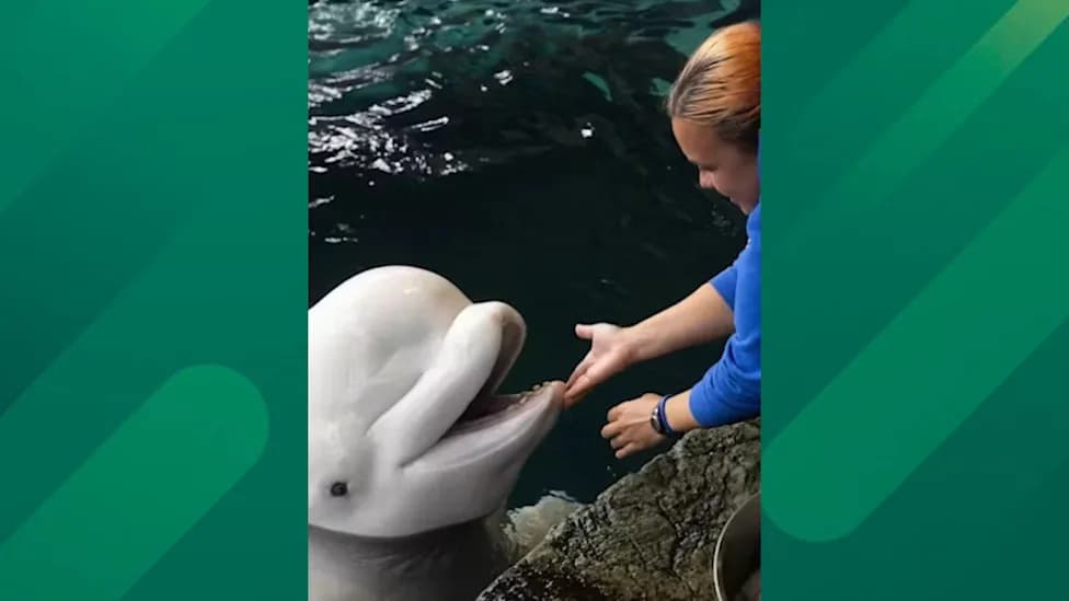 Dve Nove Beluge Uginule U Shedd Akvarijumu — Ukupno Tri Gubitka Nakon Transfera Iz Marineland
