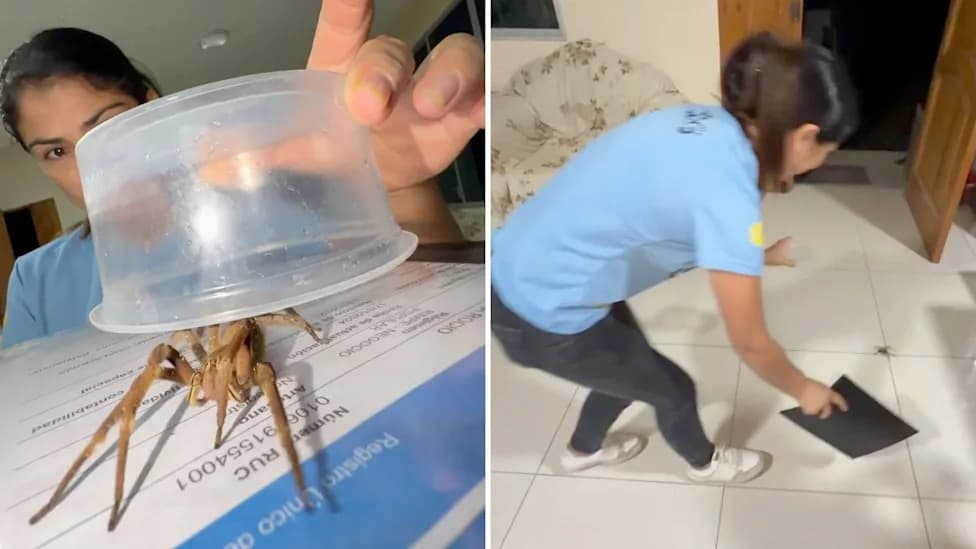 Viralni Snimak Kritikovan: Influenseri Su Pauka Nazvali Tarantulom, A Bio Je Brazilian Wanderer (Phoneutria)