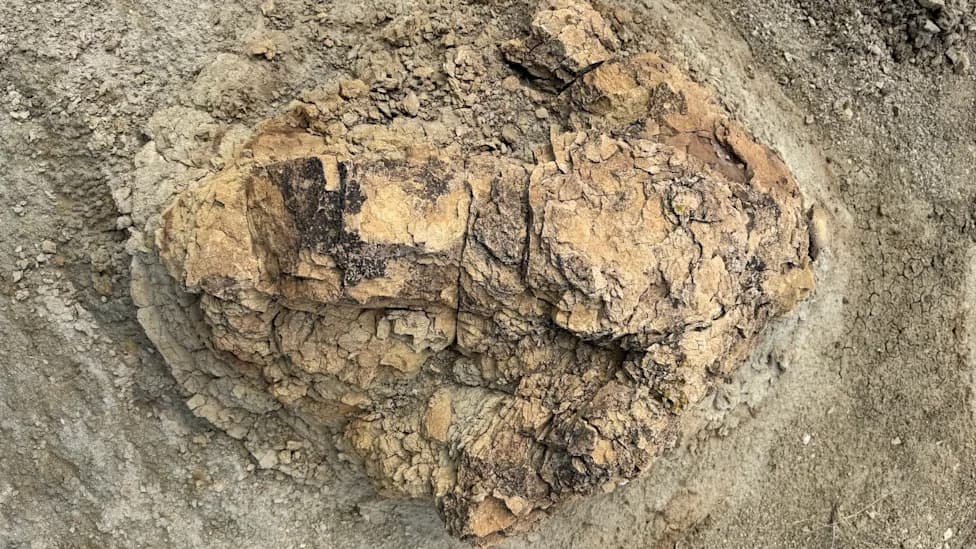 Otkriven Prvi Putni Trag Odraslog T. rexa — Staza Duž 23 Stope U Hell Creek Formaciji
