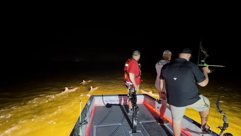 Delfini i kapetan iz Floride: Kako su postali njegovi noćni lovni partneri