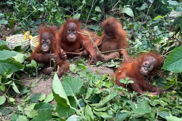 Indonezija Traži Povratak Pet Beba Orangutana Navodno Krijumčarenih u Indiju