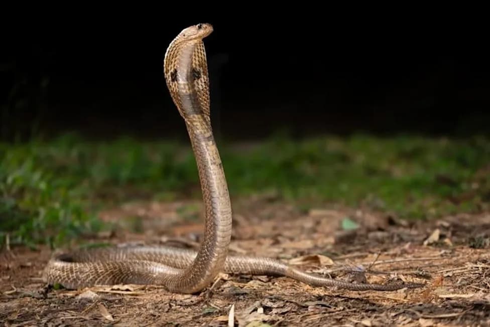 Novi rekombinantni antivenom: koktel od pet nanoteladi koji može spasiti živote od ugriza kobri