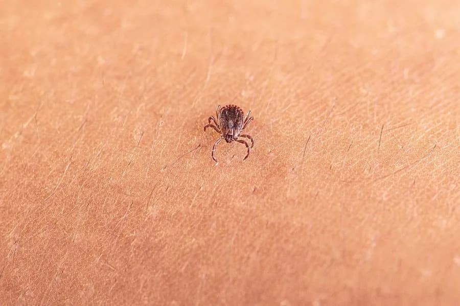 Otkriven Novi Virus Povezan s Invazivnim Krpeljem: Treba Li Da Budemo Zabrinuti?