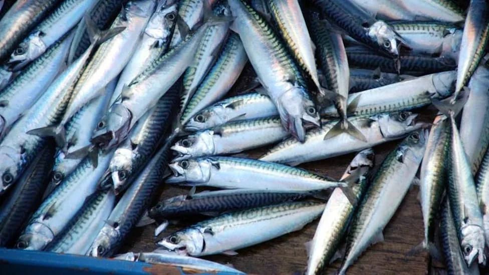 Skimpflation u Konzervama: Supermarketi Mijenjaju Atlantsku Skušu Za Jeftiniji 'Jack Mackerel'