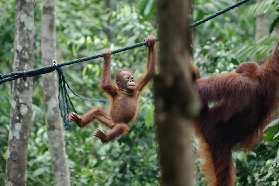 Program iz Indijane doveo do osam novorođenih orangutana u SAD — podsticaj za očuvanje vrste