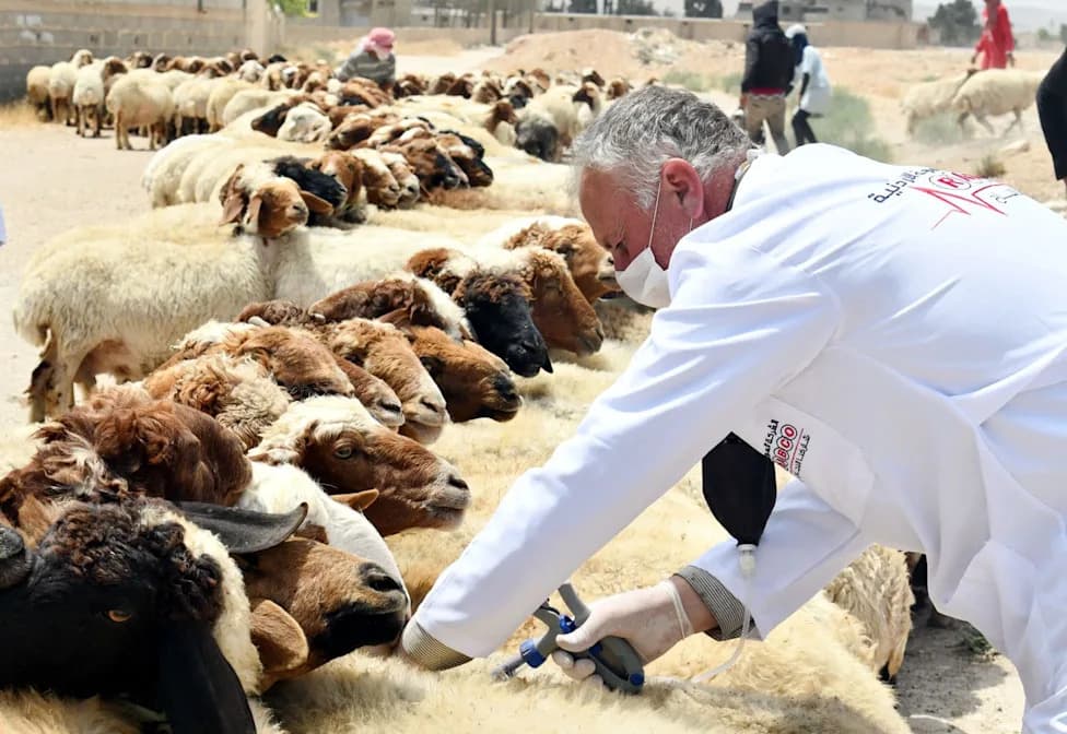 Virus Star 3.700 Godina Otkriven u Srednjovekovnim Rukopisima — Epidemija U Grčkoj Odnela Skoro 500.000 Ovaca