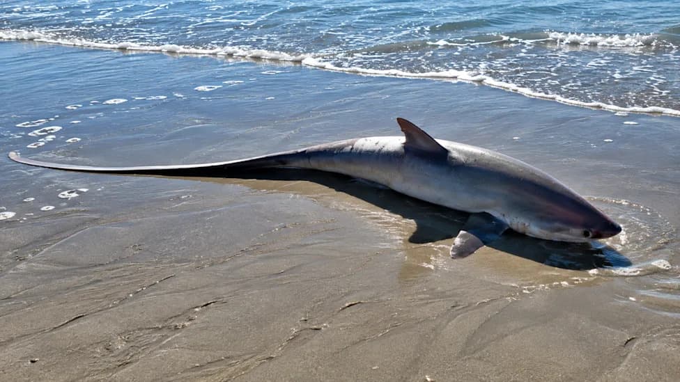 Ajkula Thresher Nasukana Bez Glave Kod Ocean Shoresa Zbunila Službenike i Istraživače