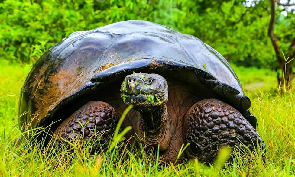 Oštećeni DNK Otkrio Dve Izgubljene Linije Galapagoških Divovskih Kornjača