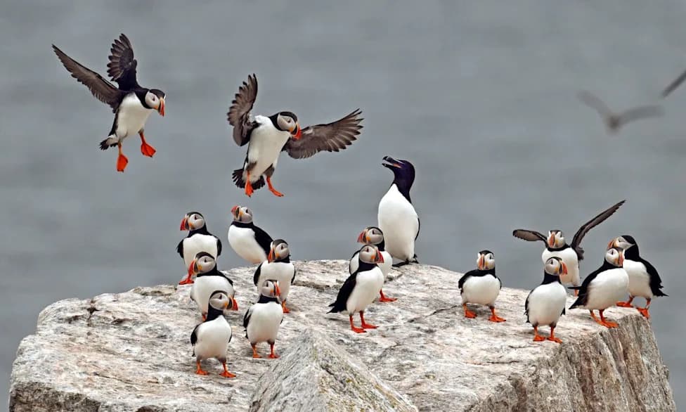 Dobra godina za razorbile i papagajke: rekordna gnezda na Seal Islandu i Matinicus Rocku