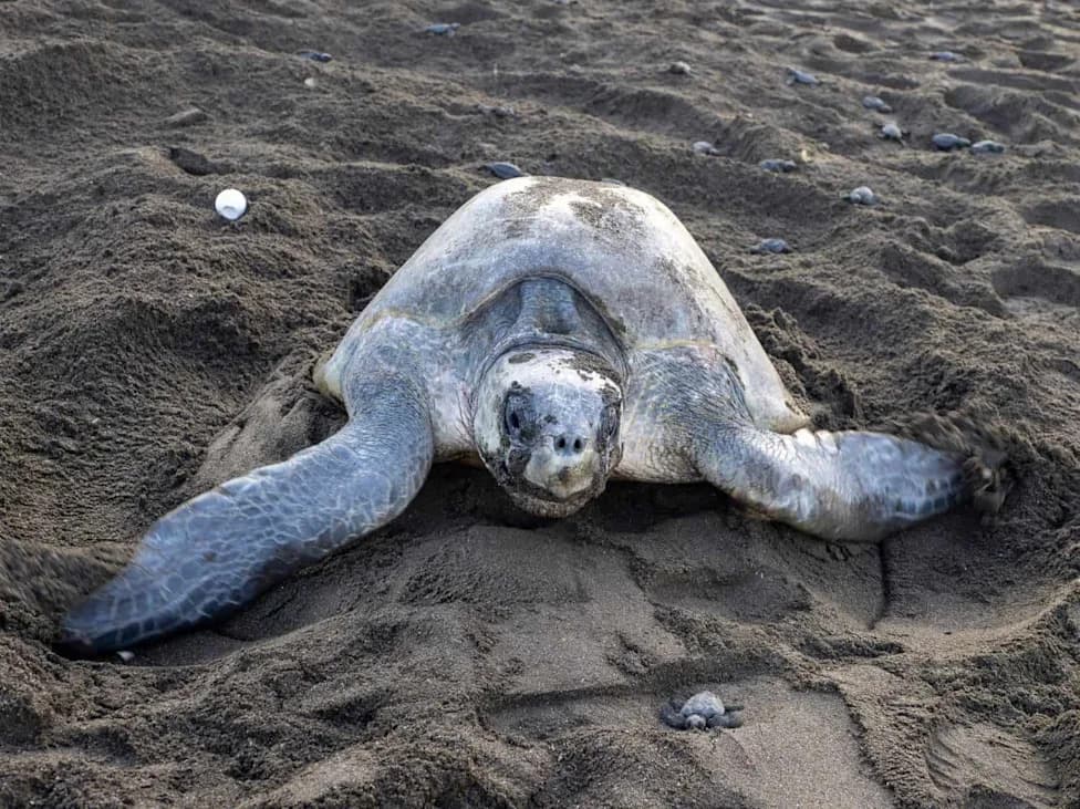 Skoro 700.000 Kornjača Preplavilo Plažu u Indiji — Najmasovnija Sezona Gnežđenja Olive Ridley 2025