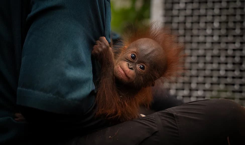 Razarajući požari u Indoneziji: 18 orangutana spašeno — majke sa mladuncima među njima