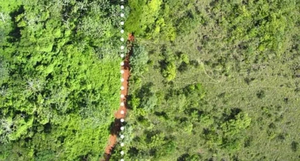 Kako je 12.000 tona kora narandže preobrazilo izumrli pašnjak u bujnu tropsku šumu