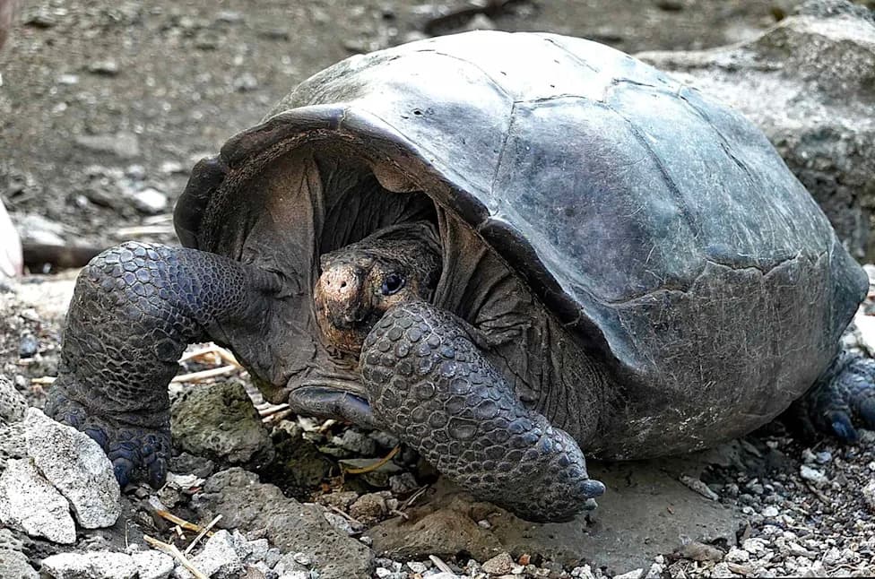 Divovski kornjači se vraćaju na Galapagos: posle skoro istrebljenja priroda se oporavlja