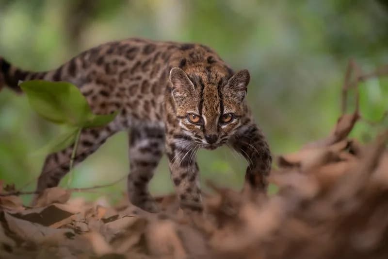 Otkrivena nova vrsta mačke u Boliviji: Tilcayo (Leopardus tilcayo) — prvo otkriće žive vrste mačaka posle više od 100 godina